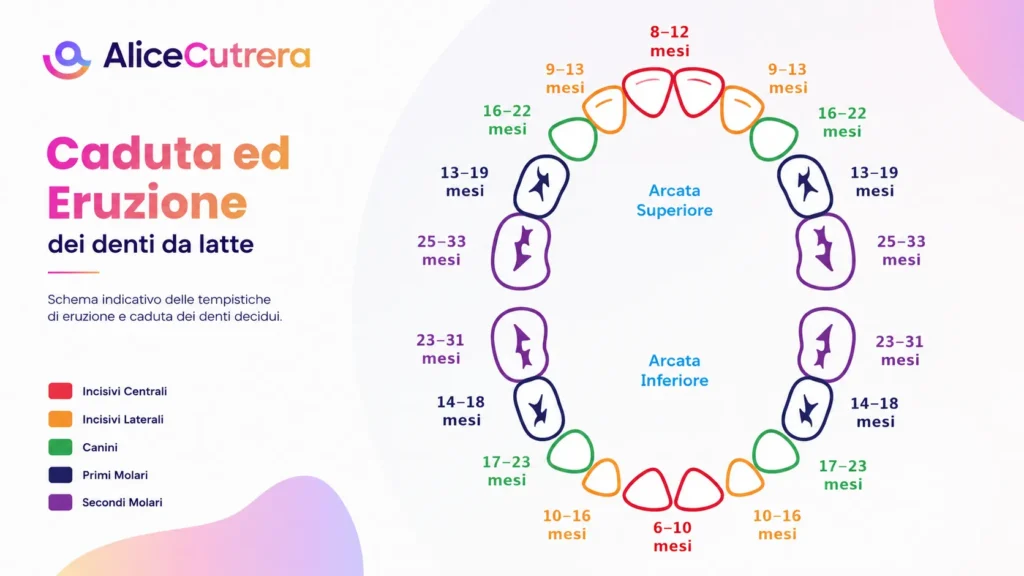 illustrazione eruzione e caduta denti da latte